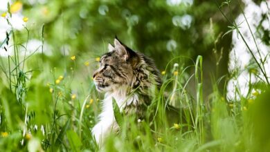 Tamino – schlau und neugierig - Tiere suchen ein Zuhause - Fernsehen