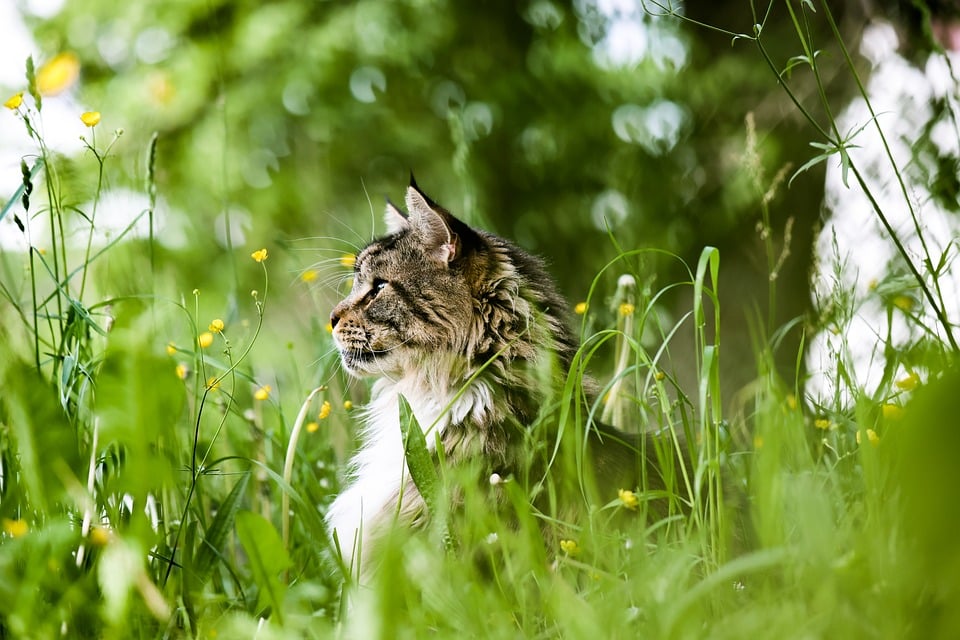 Tamino – schlau und neugierig - Tiere suchen ein Zuhause - Fernsehen