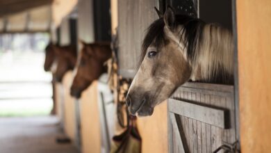 Der Reitstall am Kloster Fürstenfeld wird abgerissen