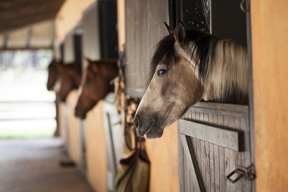 Der Reitstall am Kloster Fürstenfeld wird abgerissen