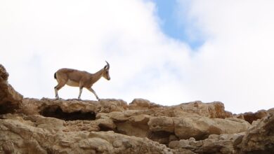 Libanon: Israels Armee: 400 Stellungen der Hisbollah angegriffen - Politik