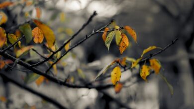 So lange hält das Sommer-Comeback in Baden-Württemberg