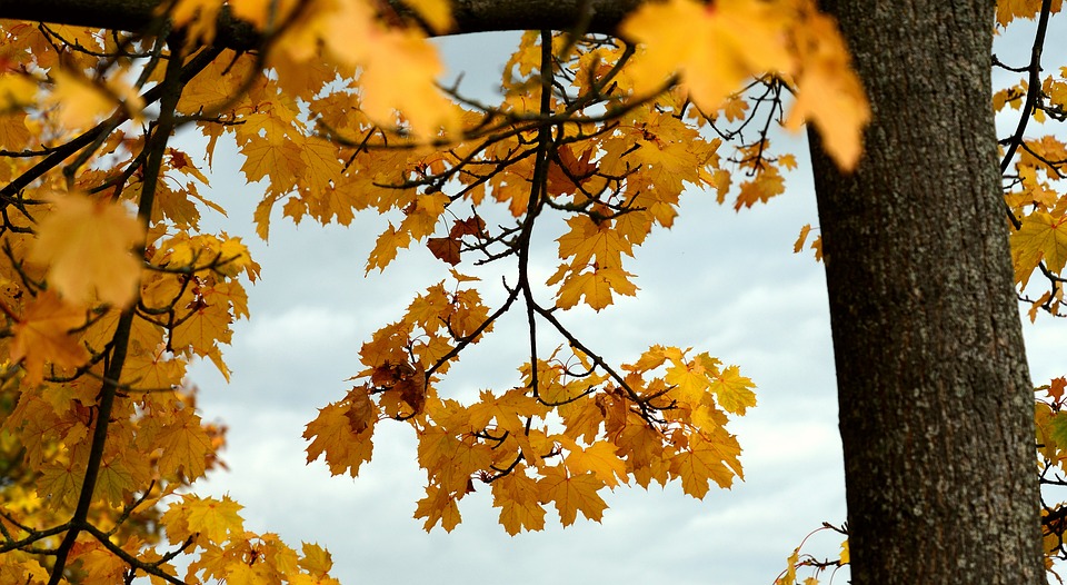 Wetterdienst: Altweibersommer mit viel Sonne