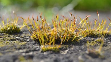 Der Wald in Bauschheim braucht (finanzielle) Hilfe