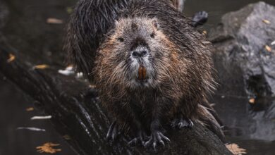 Biberach Beavers sind auf Wiedergutmachung aus