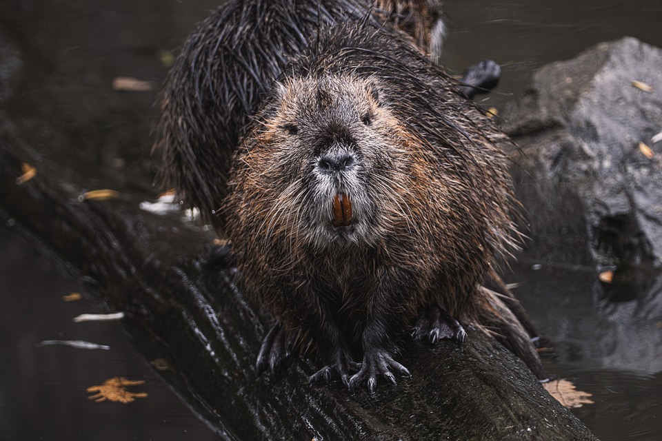 Biberach Beavers sind auf Wiedergutmachung aus