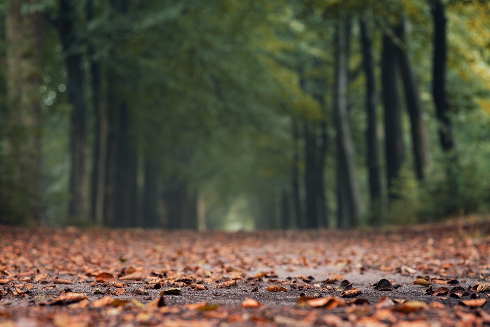 Herbst auf Finkenrech Landkreis Neunkirchen