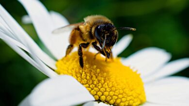 Biowetter in Baden-Württemberg am 18. September 2024