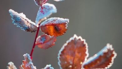 BI Missionshaus St. Wendel sieht sich durch Landesamt bestätigt