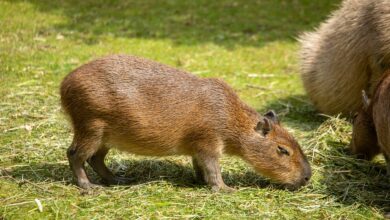 Capybara in England entlaufen - Zoo bittet um Hilfe