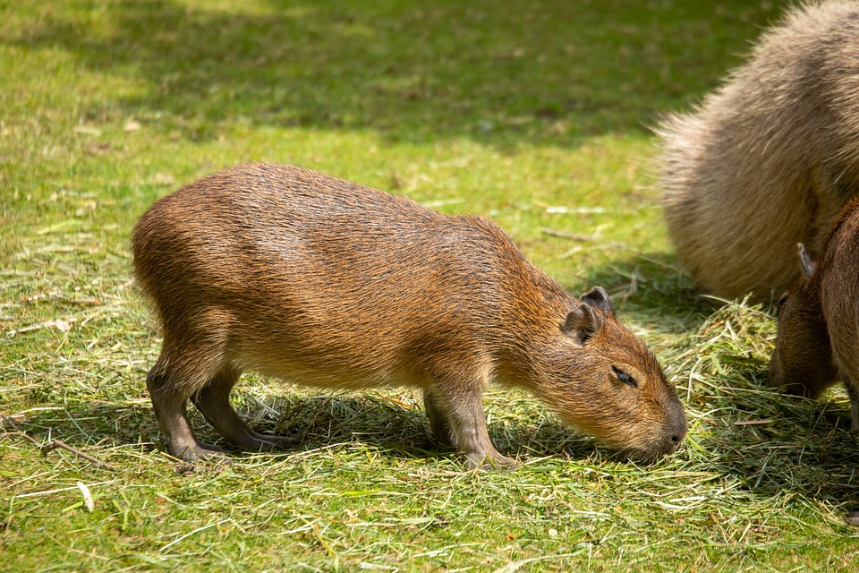 Capybara in England entlaufen - Zoo bittet um Hilfe