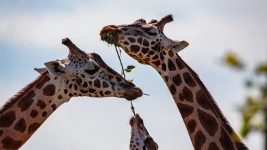 Tierisch gut versorgt - ZooRoyal in Hamburg-Eimsbüttel