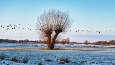 „KinderWunschBaum“-Aktion in Delmenhorst startet am Weltkindertag