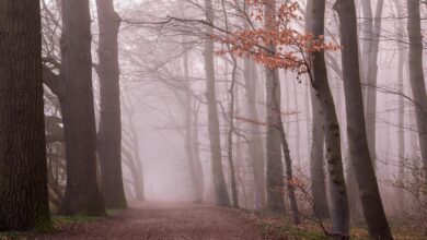 Waldzukunft: Was uns der kritische Zustand im Fußgönheimer Wald zeigt - Fußgönheim