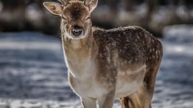 LfU Augsburg bestätigt: Wolf ist im Oberallgäu - Radio Fantasy