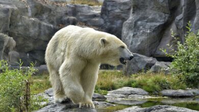 Erster Eisbär auf Island seit 2016 - von Polizei erschossen