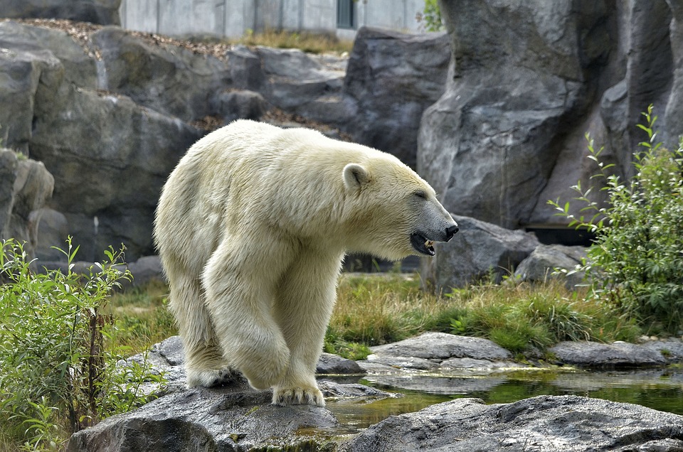 Erster Eisbär auf Island seit 2016 - von Polizei erschossen