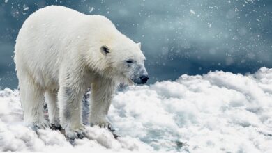 Tiere: Erster Eisbär auf Island seit 2016 - von Polizei erschossen