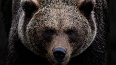 CHL: Zweiter Heimsieg für die Eisbären: Berliner Finne mit tollem Debüt | Sport