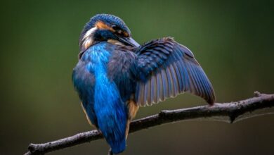 Nach über 40 Jahren: Haus Amsel wird verkauft