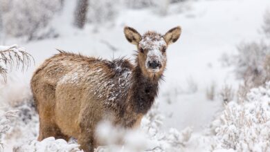 Elch an Usedomer Strand - Tierretter kritisiert Schaulustige