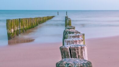 Badespektakel auf Usedom: Steht ein Elch in der Ostsee | Regional