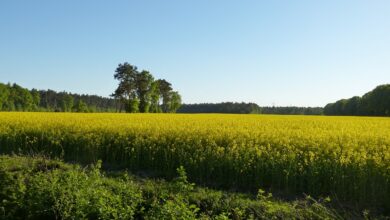 Ein unbekannter Weg aus Niedersachsen unter den Top 5