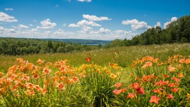 End of pollen forecasts at Worcester University