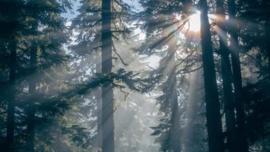 Großfeuer am Brocken: Löscharbeiten im Harz werden über Nacht eingestellt