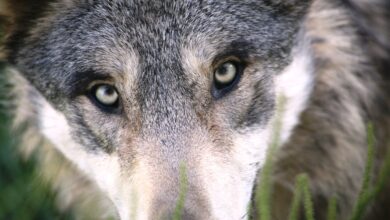 Falsche Wölfin in der bayerischen Rhön abgeschossen