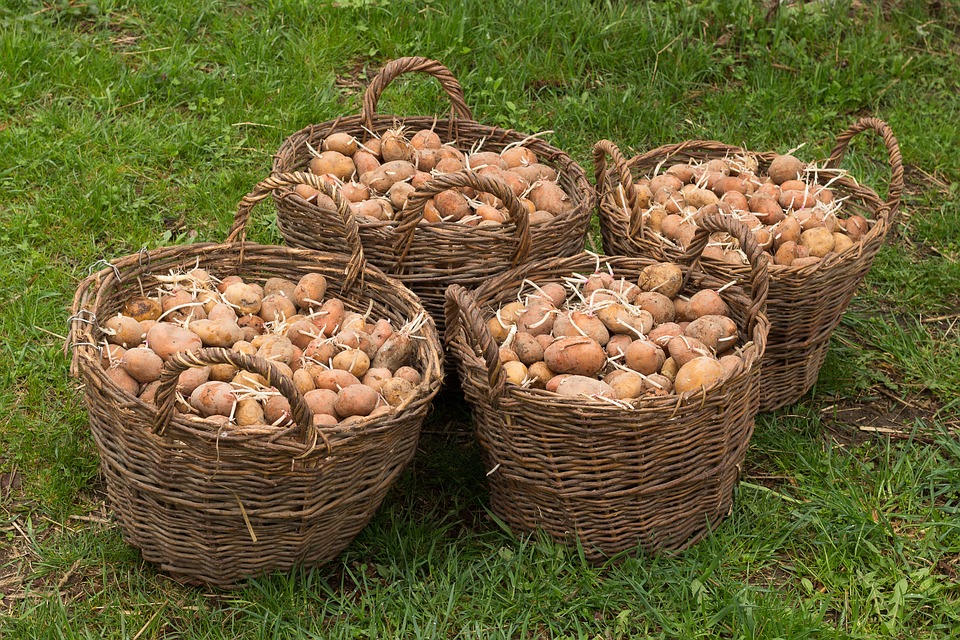 Kartoffelfest im Agroneum Alt Schwerin