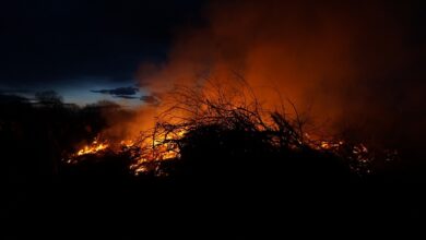 Feuer zerstört Gärtnerei in Wesseling - Rheinland - Nachrichten