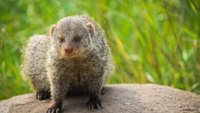 Mit Ausblick auf die Tiere: Frankfurter Zoo bekommt Restaurant