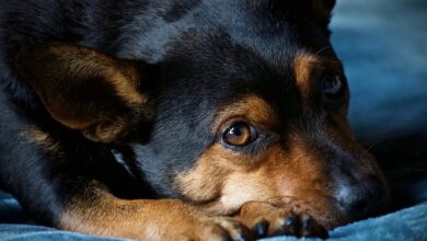 Frau gerät Perl in Maishäcksler