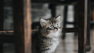 Katzenbabys in Nordhessen im Müll entsorgt – Tierheim kann nur zwei retten