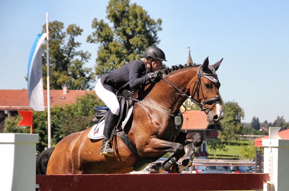 Ein Derbypferd in Verden