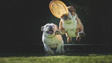 Geselliger Spieleabend im Stadtteiltreff HaLo