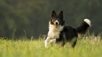 Feste Grenzkontrolle Luxemburg sorgt für kurze Staus