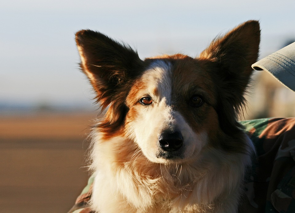 #Bundespolizei vollstreckt Haftbefehle und stellt Hundewelpen und Katzenbabys sicher --- (Cityreport24 -- Nachrichtenblog)