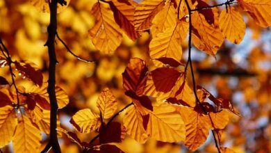 Wetterprognose: Rheinland-Pfalz erwartet stürmisch-nasses Wochenende