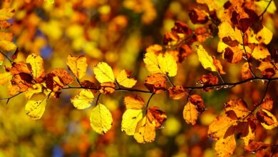 Herbst in Magdeburg: Unmut über Laub im Entwässerungsgraben