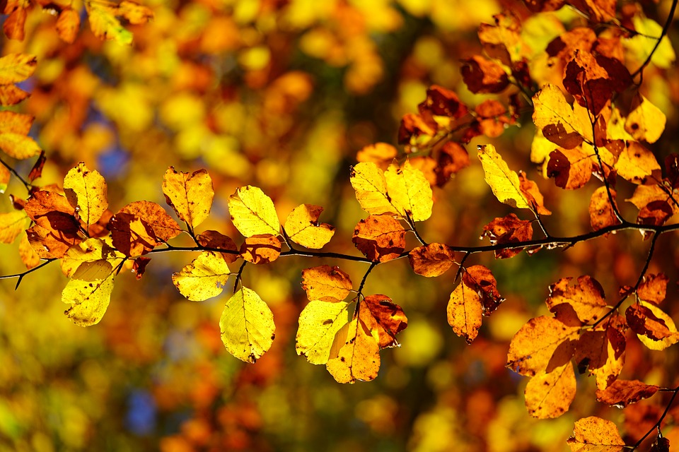 Herbst in Magdeburg: Unmut über Laub im Entwässerungsgraben