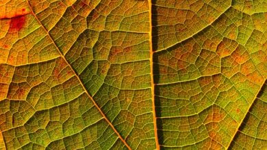 Fünf herbstlich charmante Ausflugstipps in Deutschland