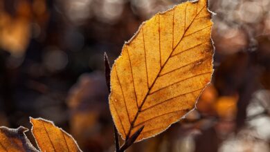 Dem Wetter in Baden-Württemberg steht ein Temperatursturz bevor