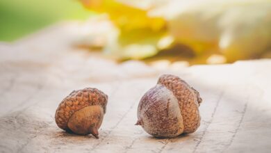 Herbstliches Wetter in Hessen erwartet