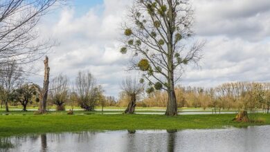 Vorsichtiges Aufatmen an Elbe - Aufräumen in Flutgebieten