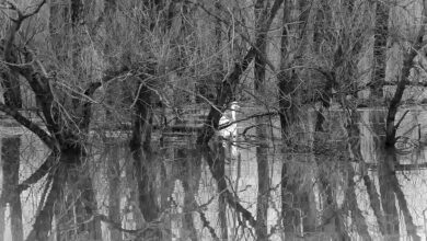 Leichte Entspannung bei Hochwasserlage in Sachsen