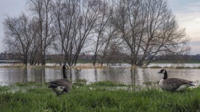 Pegel steigt nach Dauerregen in Landshut weiter