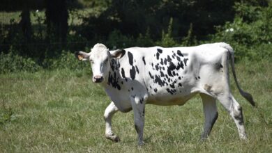 NDR-Sport: Holstein Kiel trotzt dem Fehlstart - "Haben Qualität zum Punkten"