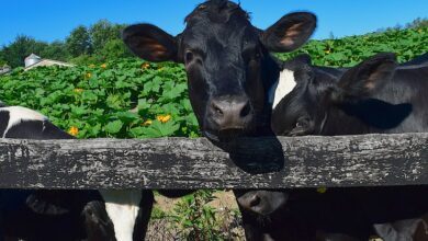 Kein Sieg, aber schon 17 Gegentore: Holstein Kiel „genervt“